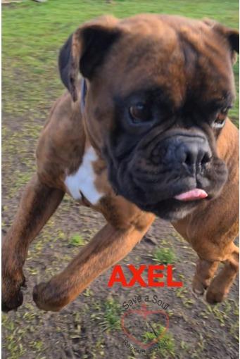 Axel boxer puro di 5 anni in adozione Foto 2